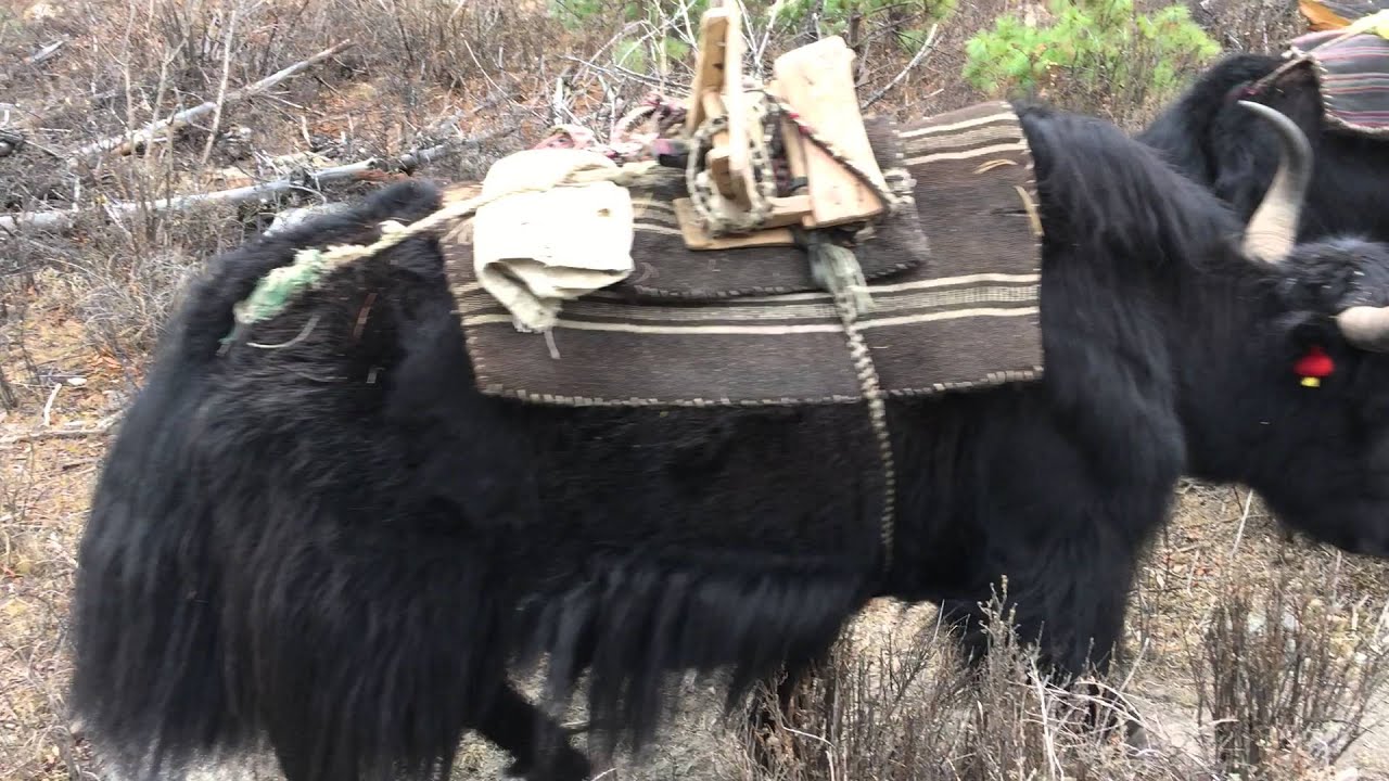 Yaks in Upper Dolpo