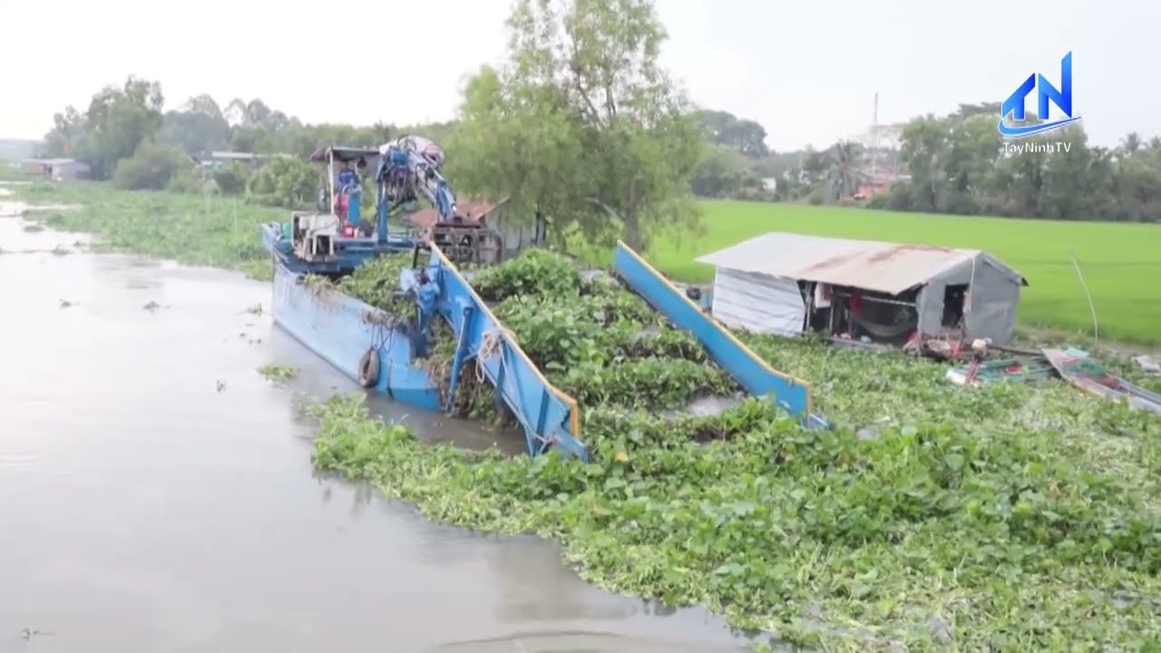 Lục bình xuất hiện sớm, nông dân lo lắng | TayNinhTV