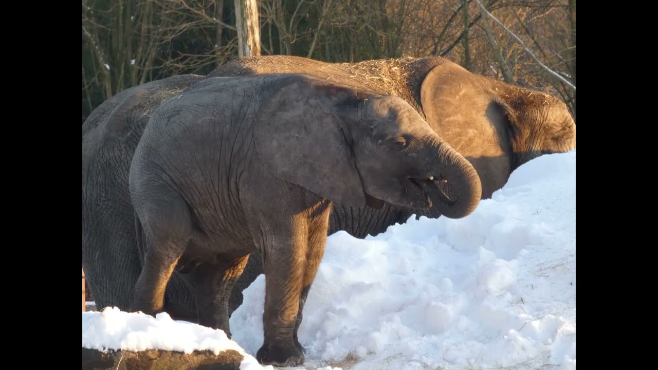 Foto's Beekse Bergen 6 januari 2026.