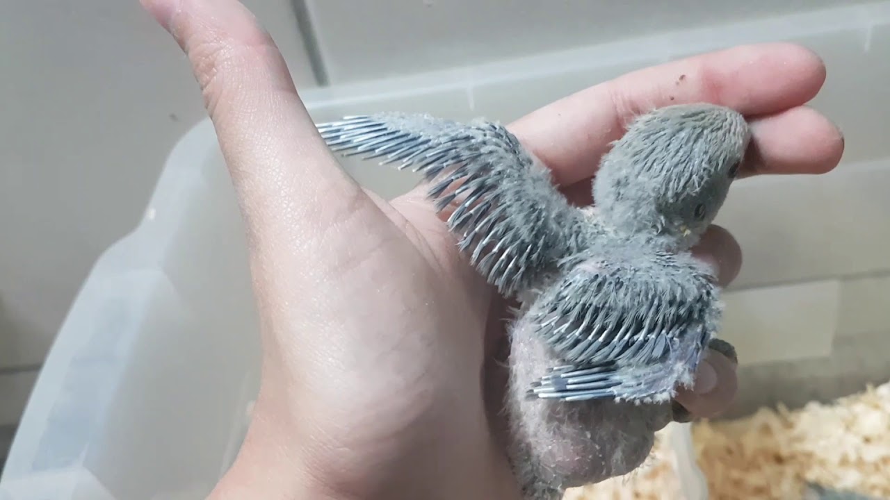 Tirando filhotes de agapornis dos ninhos - UDP