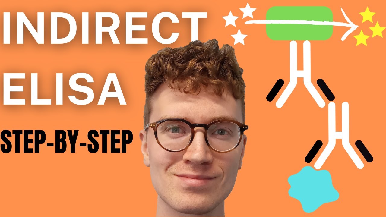 4 STEPS OF INDIRECT ELISA (Enzyme Linked Immunosorbent Assay)