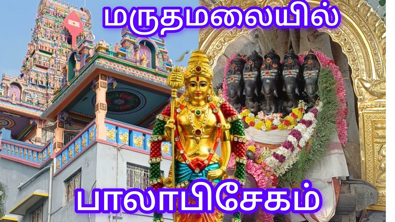 மருதமலை 85 பால் குடம் பாலா பிசேகம் ஓரே இடத்தில் நின்று தரிசிக்கும் சேவல்
