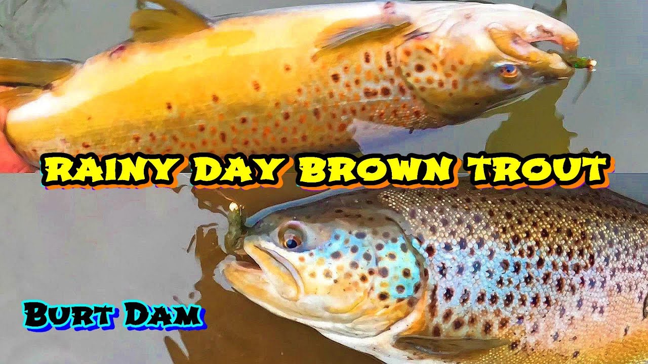 Marabou Jig Brown Trout - fishing Burt Dam