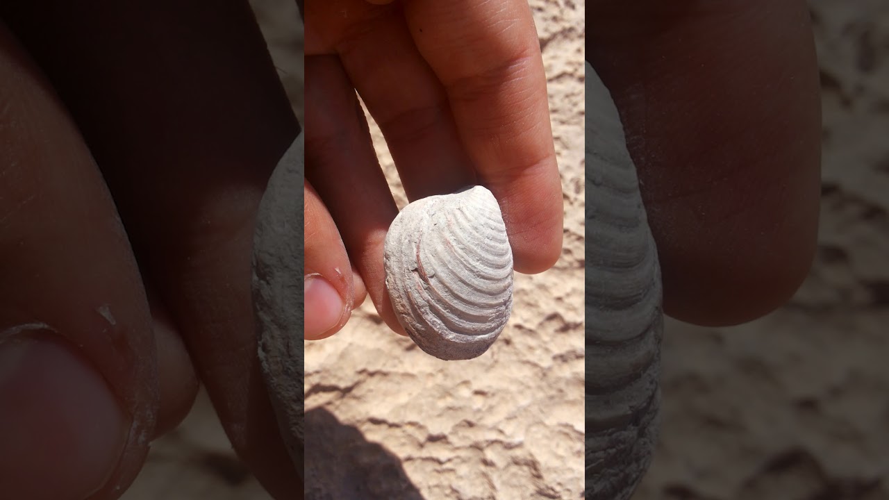 fossil hunting episode 17(fossil in marlstone)