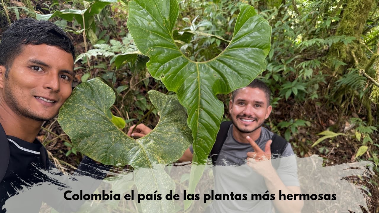 COLOMBIA el paraíso de las PLANTAS en los bosques