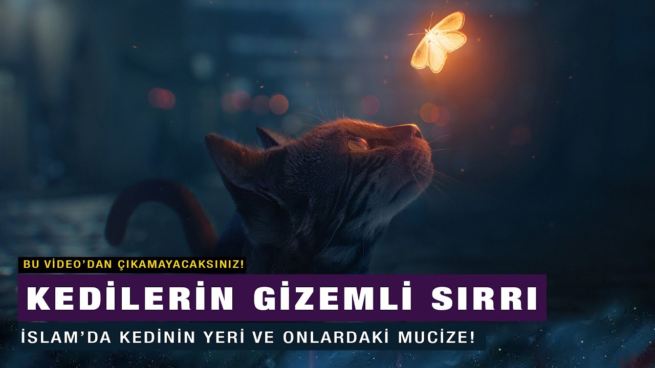 Hz. Muhammed Neden kedileri Severdi Neden kedi Beslemeliyiz Kedilerde'ki Mucize nedir?