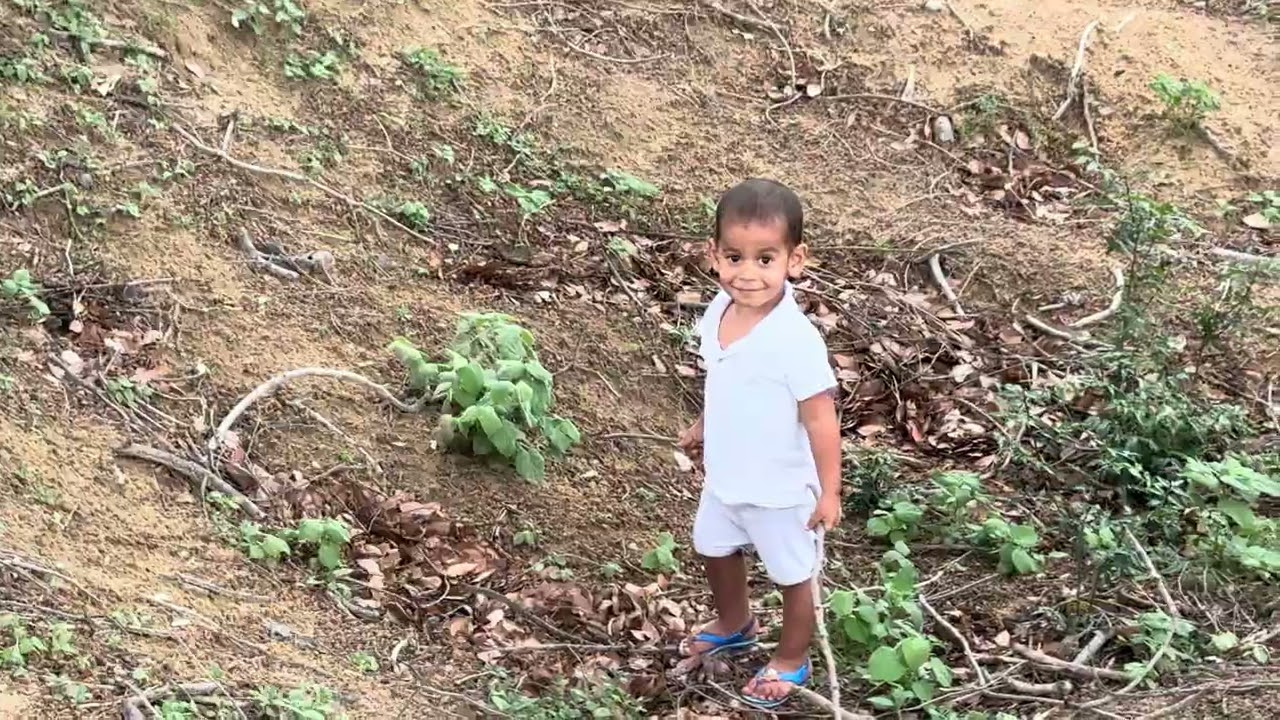 Vieira ficou preso em cima da árvore e precisou ser resgatada