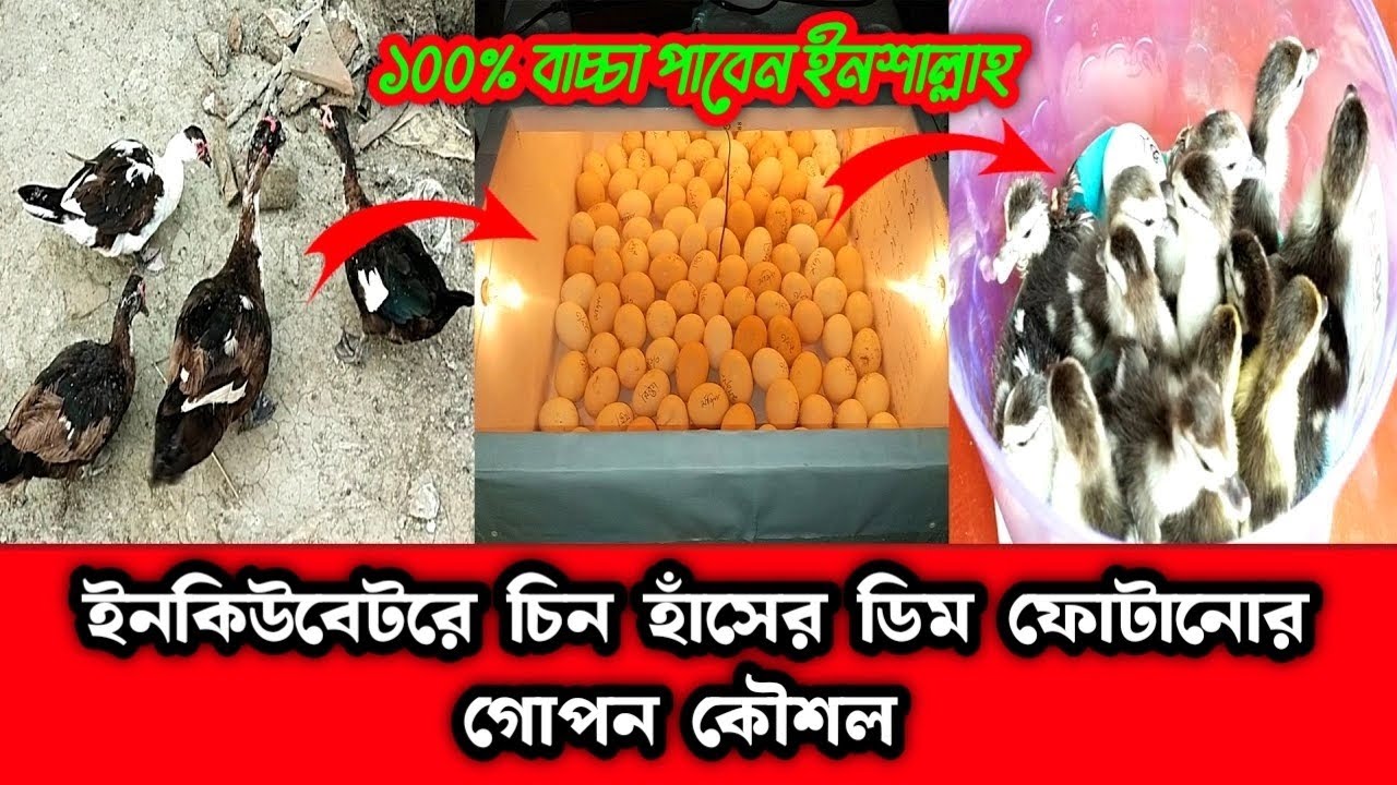 ইনকিউবেটরে চিন হাঁসের এ ডিম ফোটানোর গোপন কৌশল। চীন হাঁসের ডিম থেকে শতভাগ বাচ্চা পাবেন ইনশাআল্লাহ।