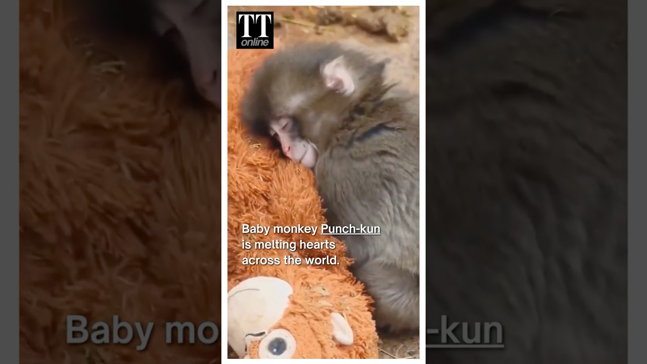 From Abandoned at Birth To Viral Star: This is The Incredible Story Of Baby Monkey Punch-kun