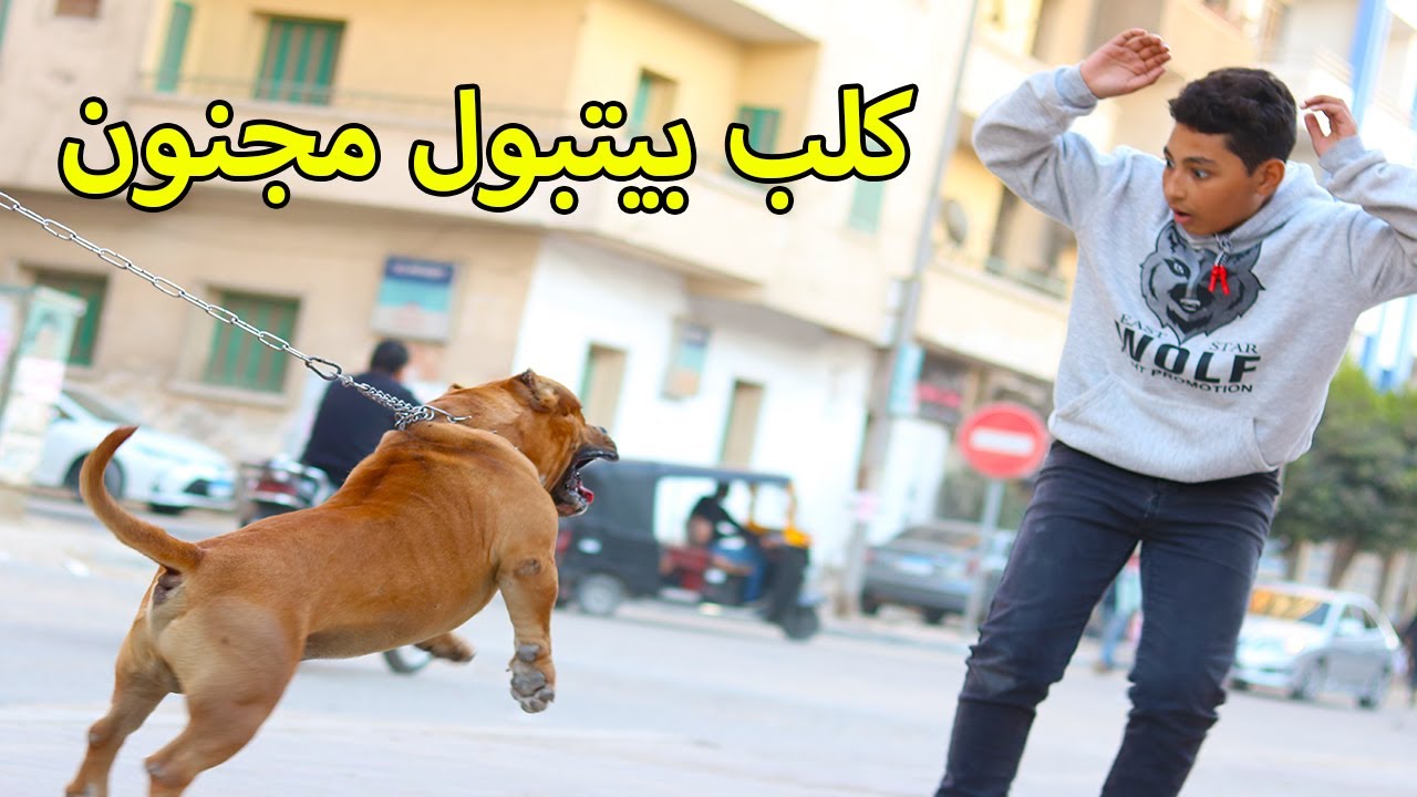 ولد يصاحب كلب بيتبول لمدة يوم واحد .. فماذا فعل به ؟!