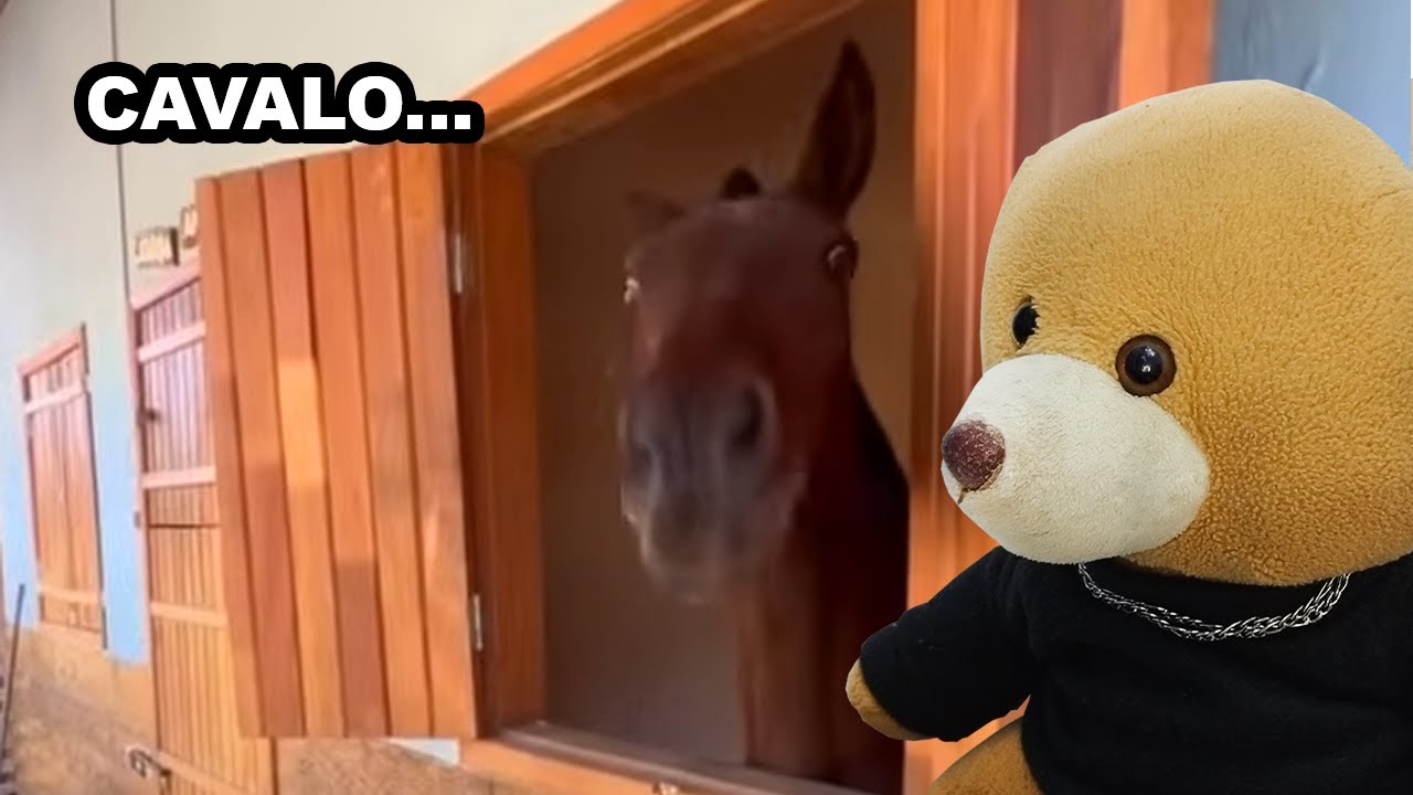 OS MELHORES Vídeos do TEDY BIR - compilado