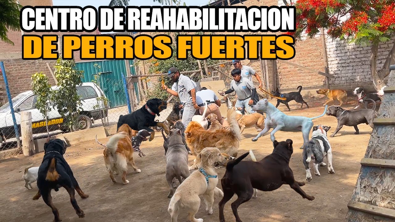 Visitamos un centro de REHABILITACION CANINA - PROBLEMAS de CONDUCTA 😲