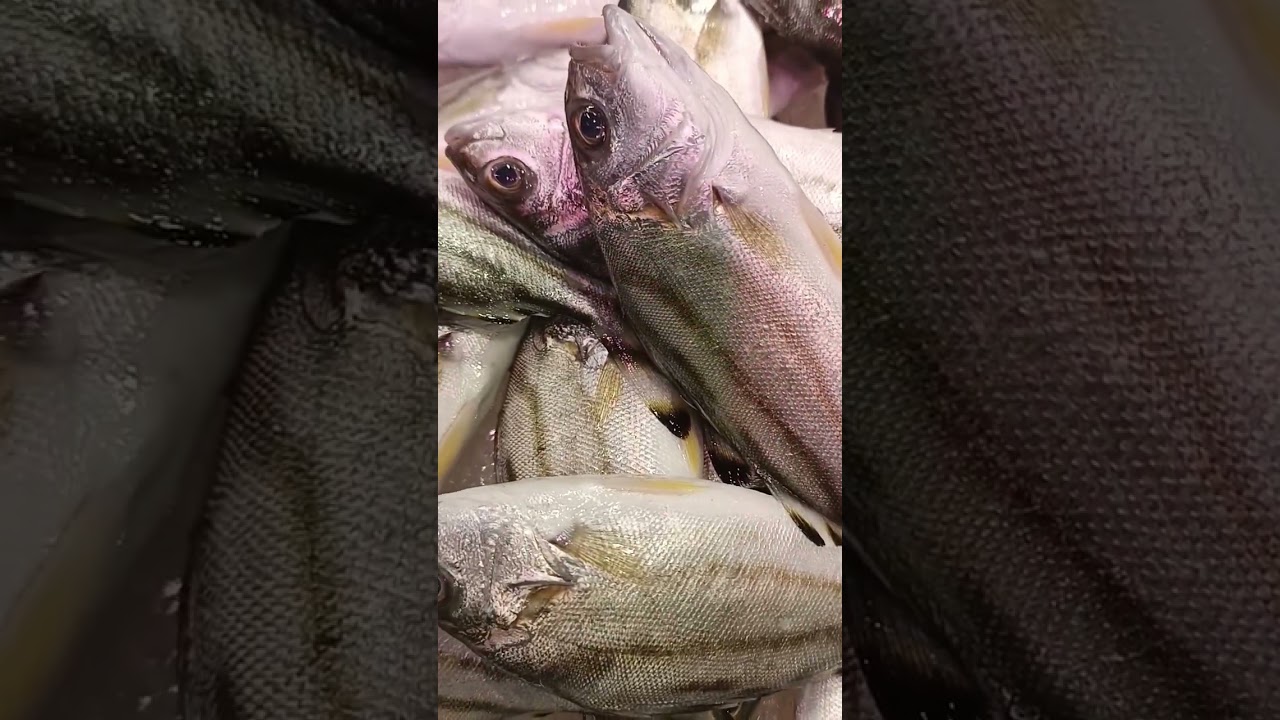 FResh Raw Crescent grunter fish #foryou #fish name  #shorts #shortvideo  #viral #isda