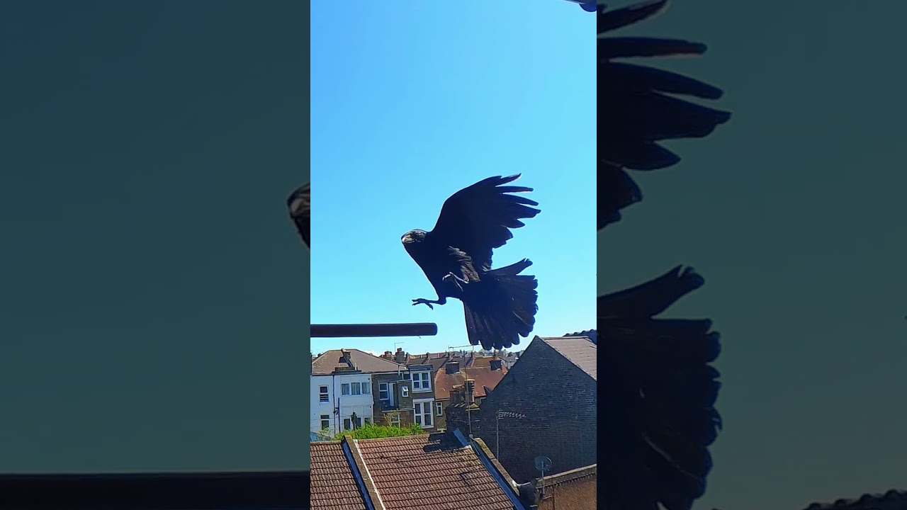 Impressive Flight Skills Shown by Crow Spooky / Balcony Bird Table 4K