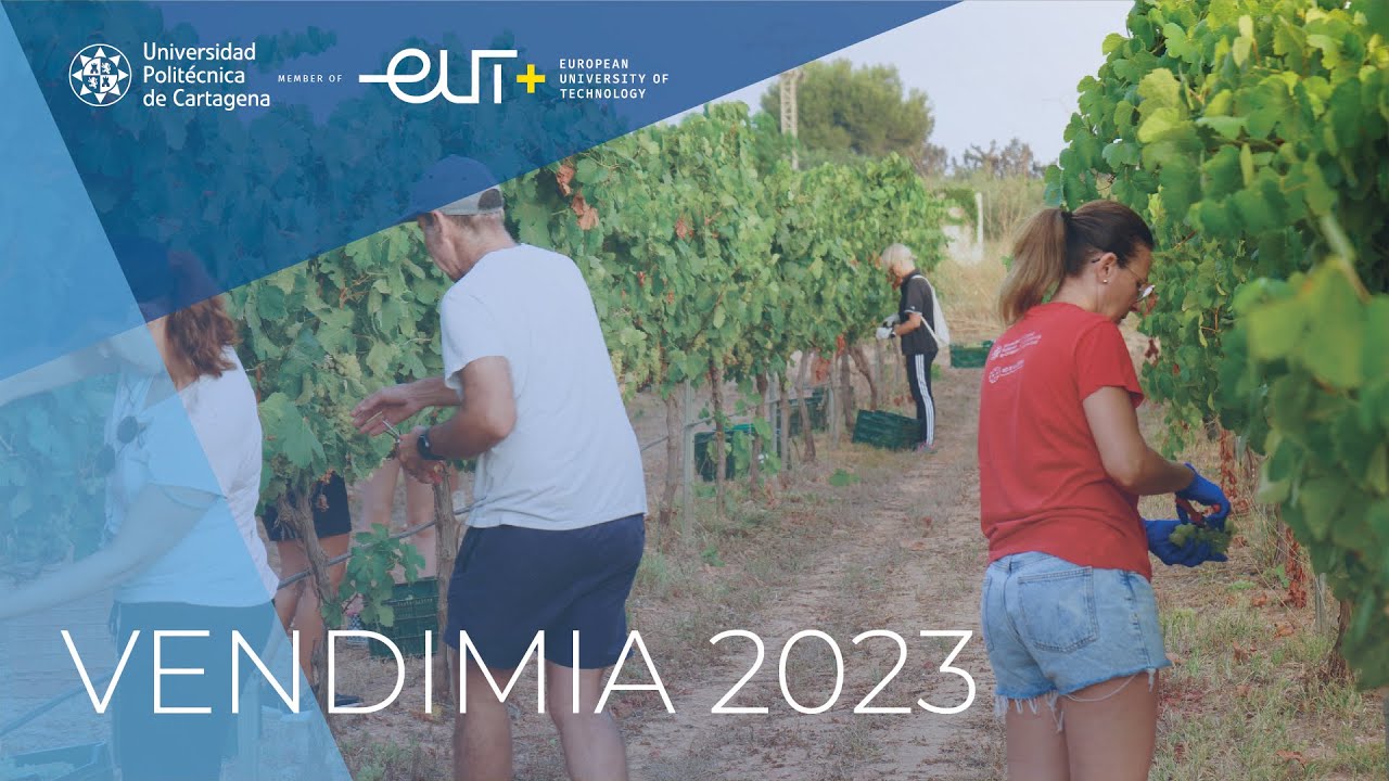 Estudiantes, profesores y PAS vendimian 6.000 kilos de uva merseguera en la finca Tom&aacute;s Ferro