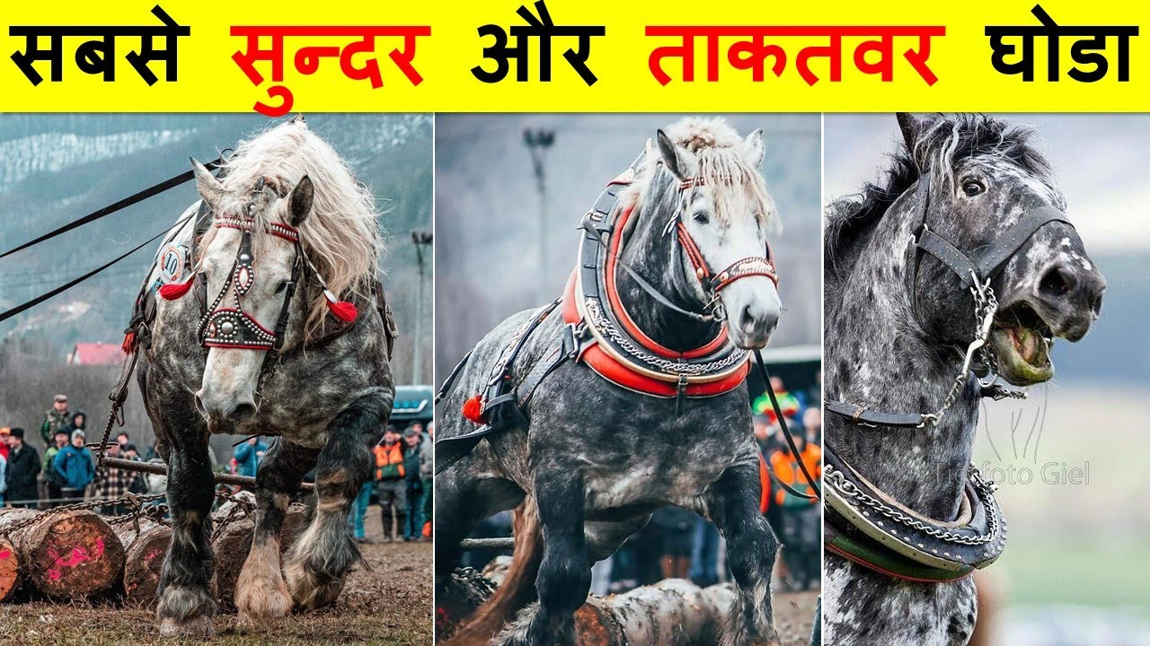 दुनिया के 10 सबसे सुन्दर और ताकतवर घोडे। 10 MOST BEAUTIFUL AND POWERFUL HORSES IN THE WORLD.