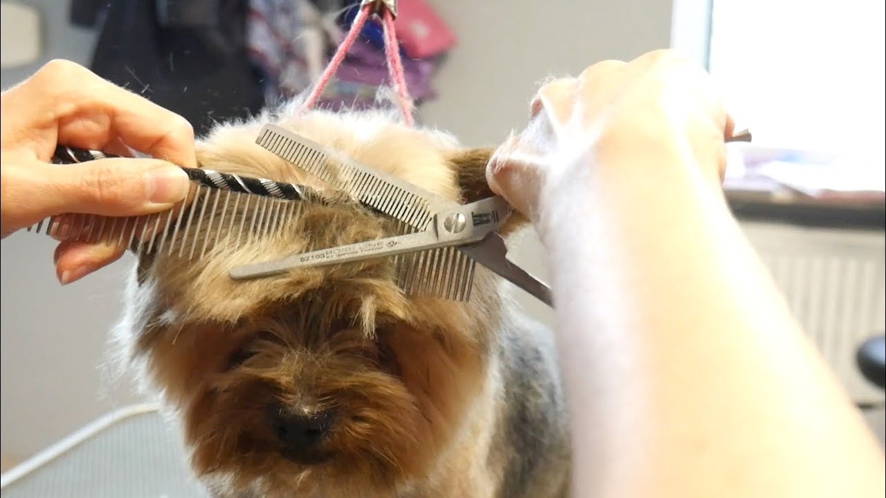 My 4 ways of grooming the top of the head #18