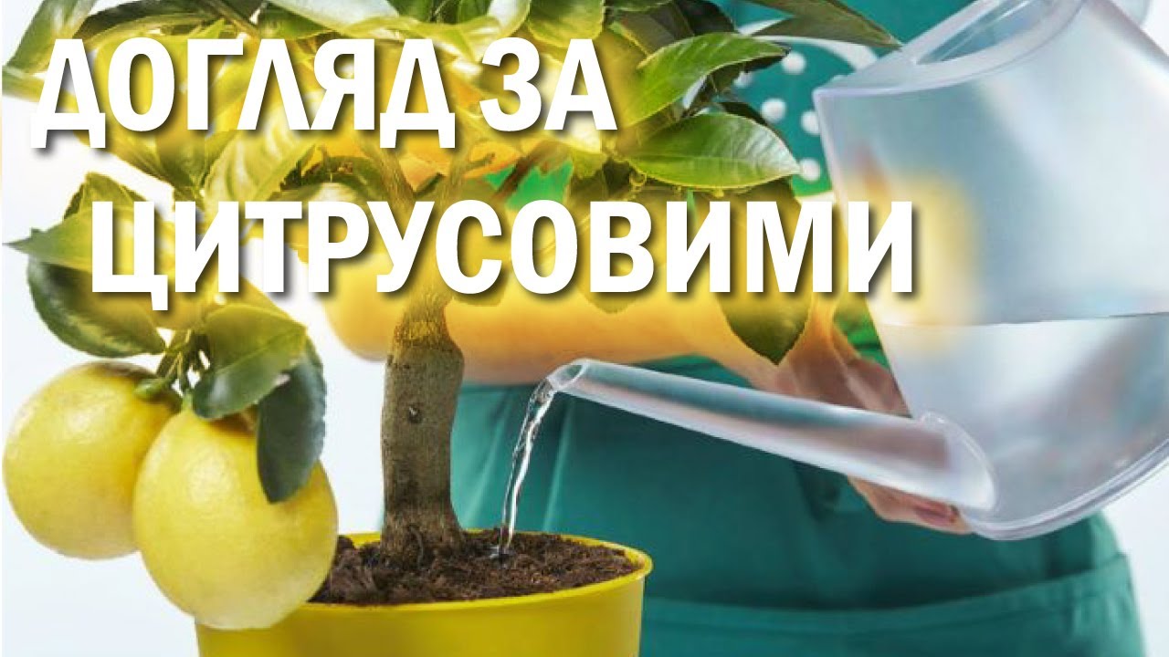 Живлення та догляд за цитрусовими. Захист цитрусових від хвороб. Перевірений метод!