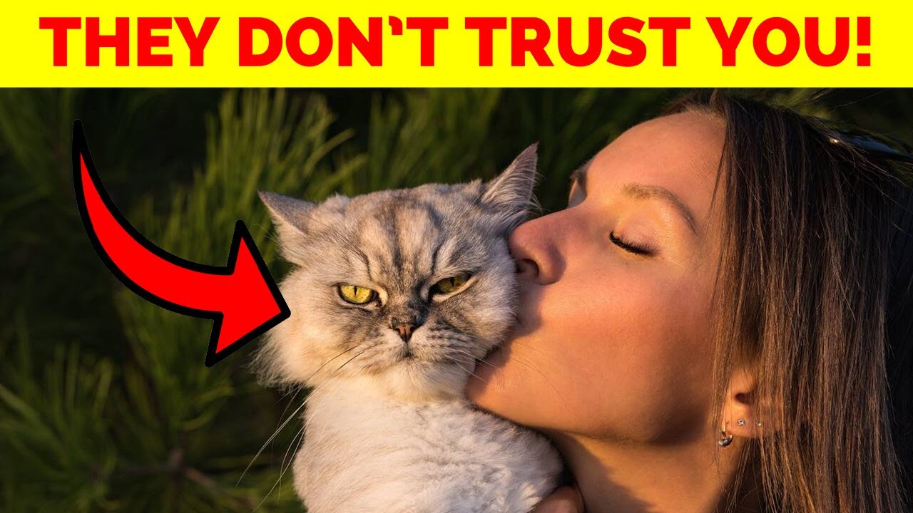 Your Cat Does NOT Trust You! 7 Warning Signs You Can&rsquo;t Ignore!