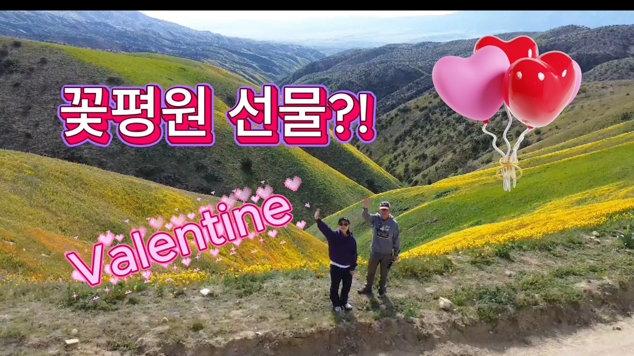 꽃다발 대신 꽃평원을 준 남편, Valentine at Carrizo Plain