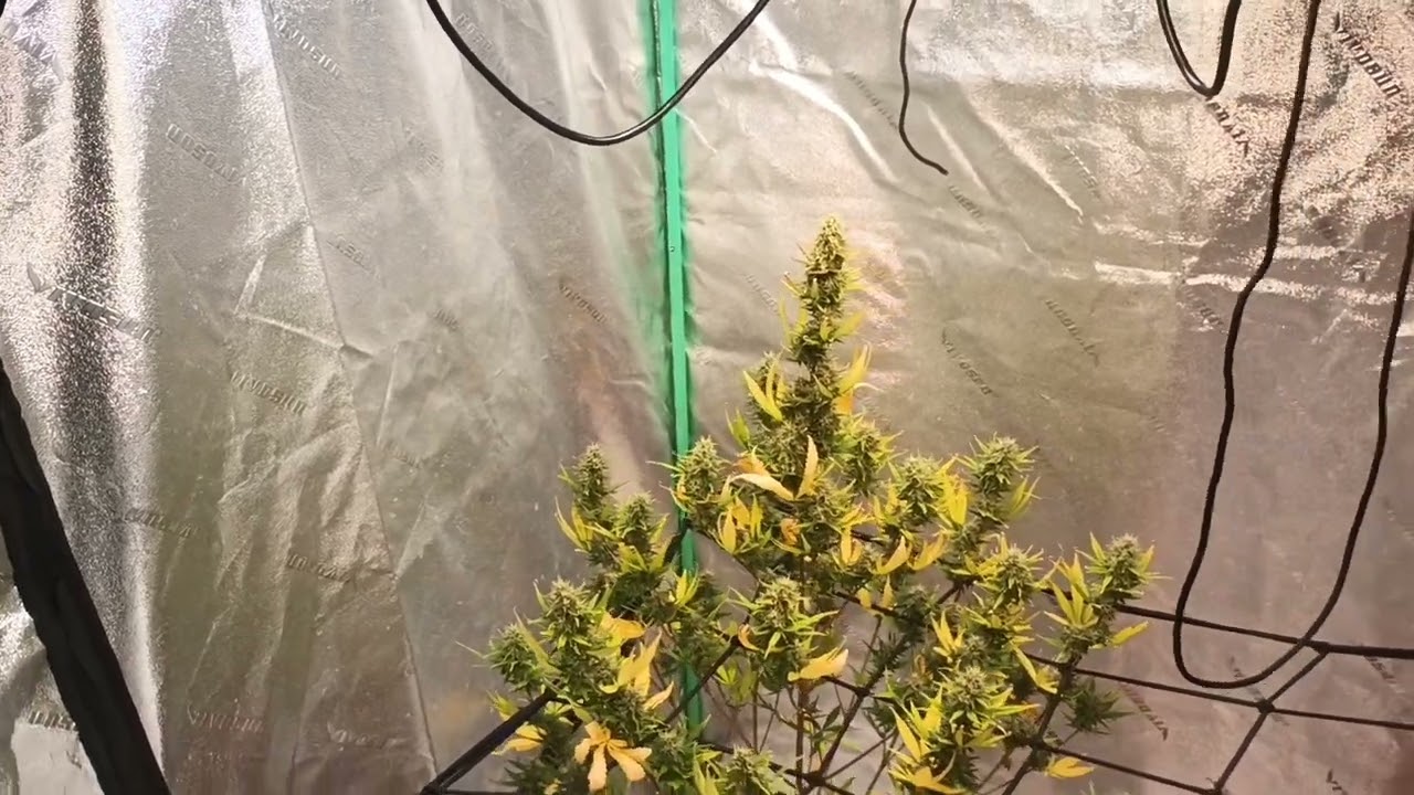 70 days in on the autos