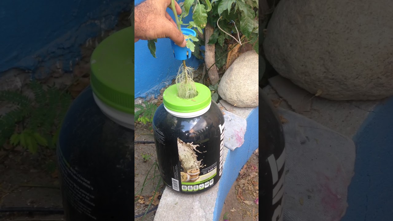 M&eacute;todo Kratky
