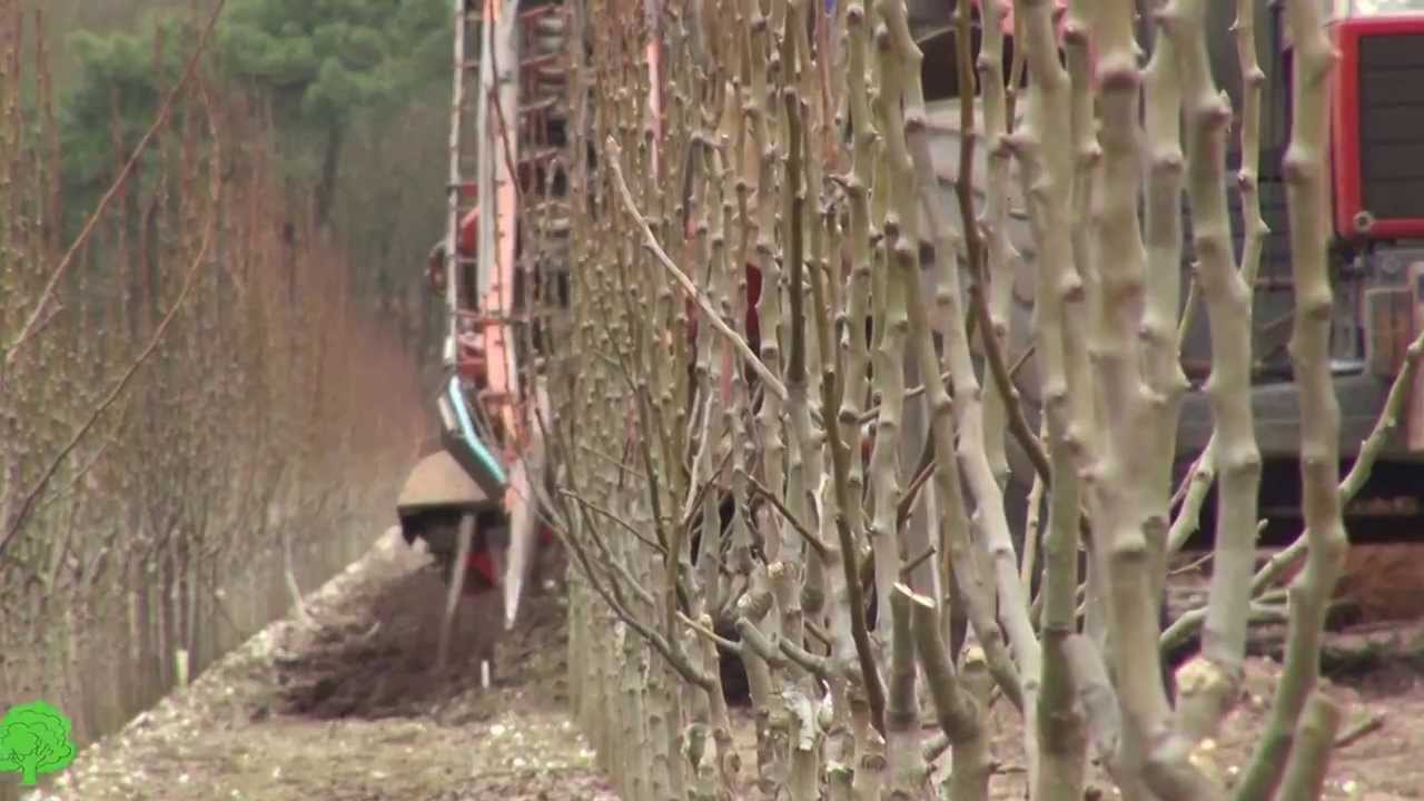 03a Rooien fruitbomen met bandrooier
