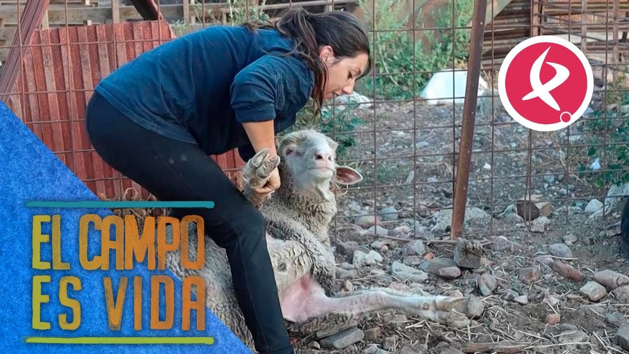 Chabeli sanea a sus borrillos para descartar brucelosis y tuberculosis | El campo es vida