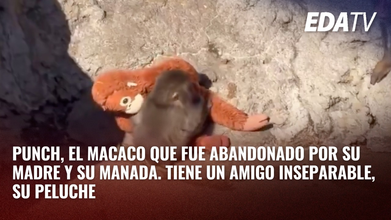 Punch, el MACACO que fue abandonado por su madre y su manada. Tiene un amigo inseparable, su PELUCHE