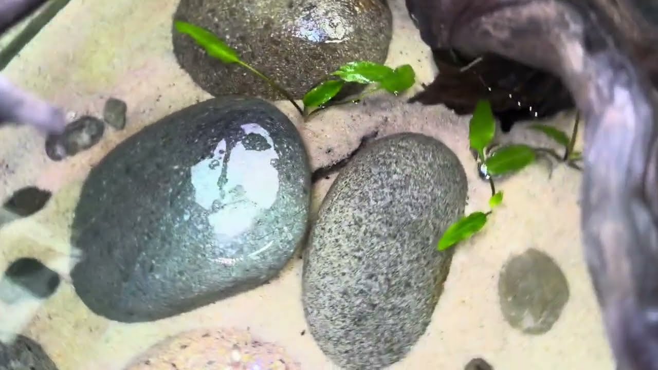 Montaje De Un Acuario Plantado Para Peces Discos