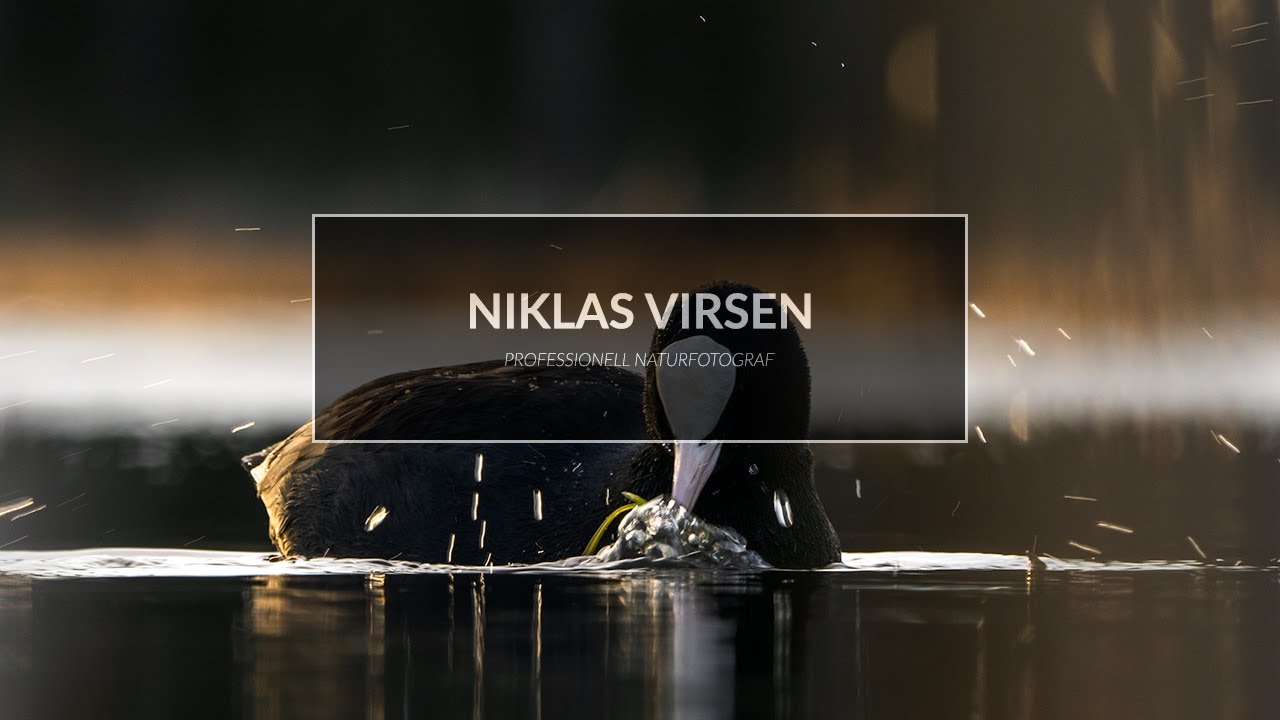 Fotograferar sothönor och vårens fåglar