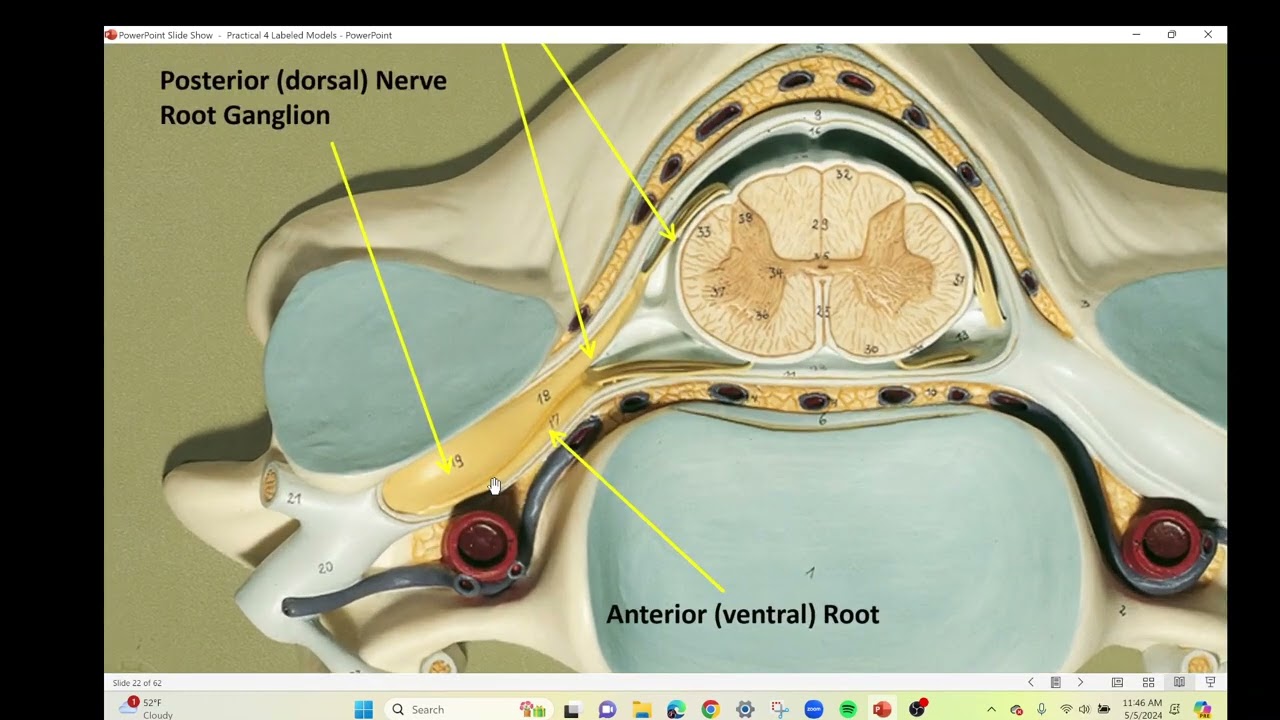 Practical 4 Spinal Cord Models
