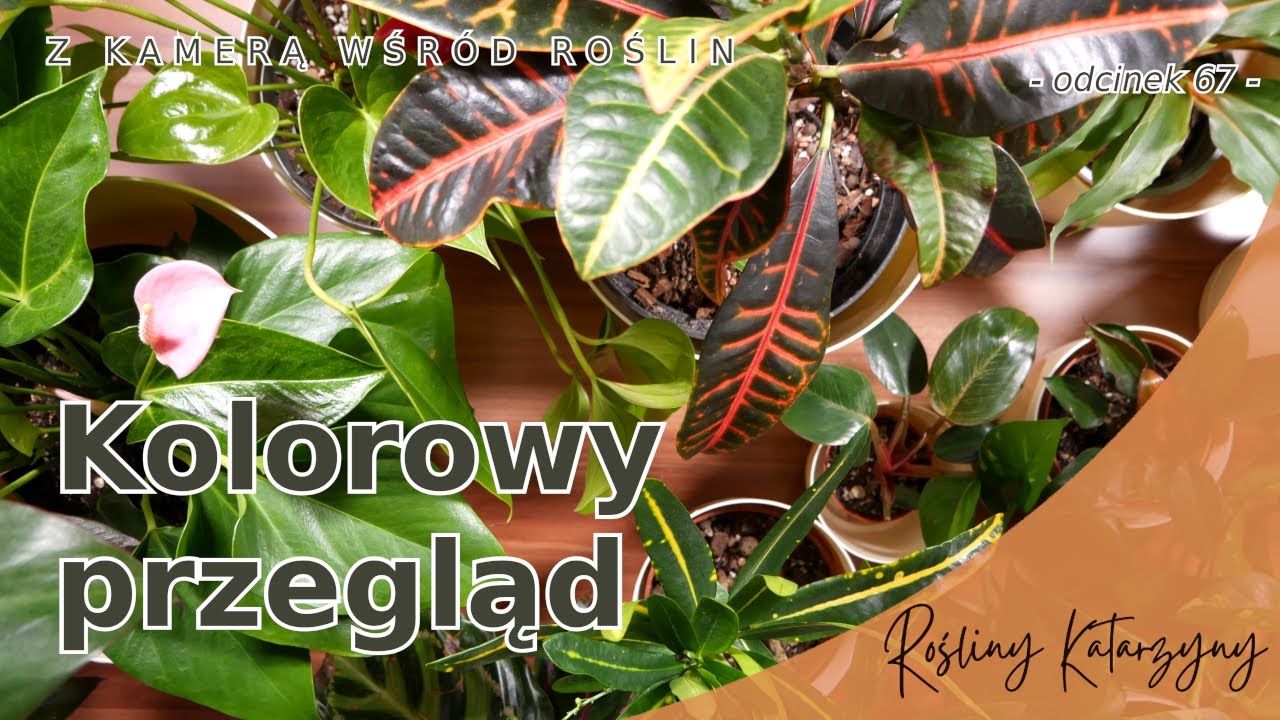 Moje najbardziej kolorowe rośliny 💚❤️🧡 czyli przegląd roślin część 2 - 💐 ZKWR 67