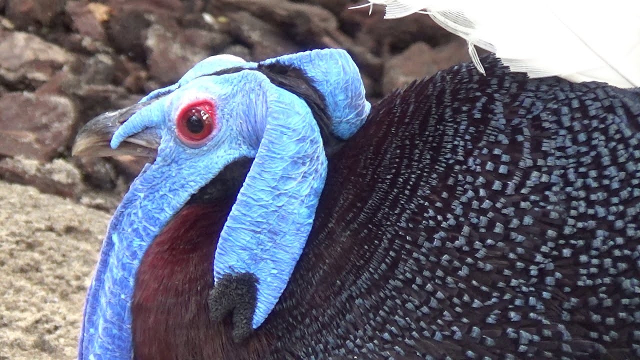 Bulwer's Pheasant