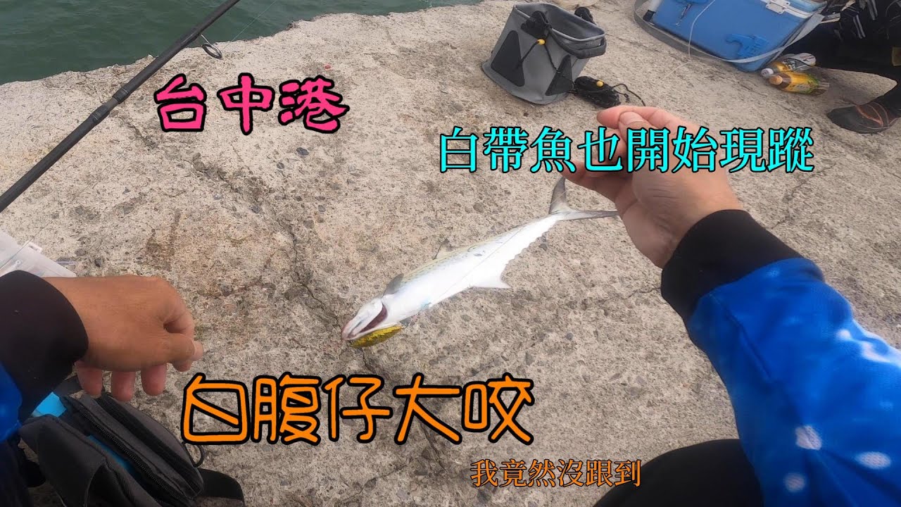 台中港北堤白腹鰆大咬,我竟然沒跟到,不過白帶魚已經開咬了啊! #南投小江 #釣魚 #Fishing #Mancing #釣り