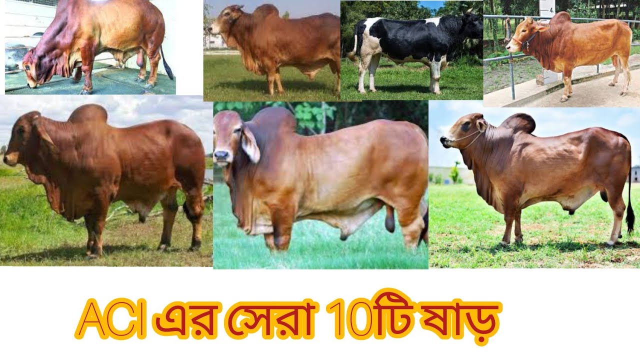 এসিআই এর সেরা 10 ষাঁড় এবং বুল নামবার ও নাম।ACI top 10 bull no. and bull name.BD Animal 24