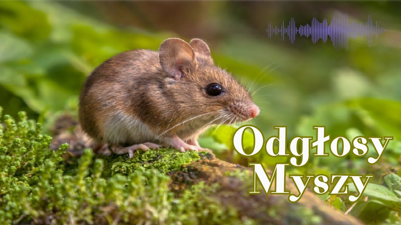 Mysz / Odgłosy myszy