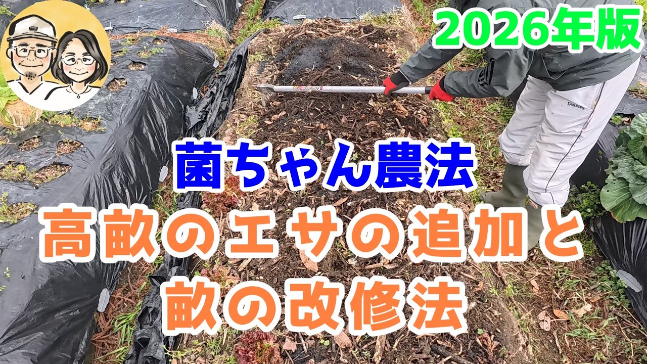 菌ちゃん農法　高畝のエサの追加と畝の改修法２０２６年版です。冬野菜の片付いた畝を改修してエサを追加します。その他に収穫後にできるエサの追加方法、常時できるエサの追加方法も紹介します。