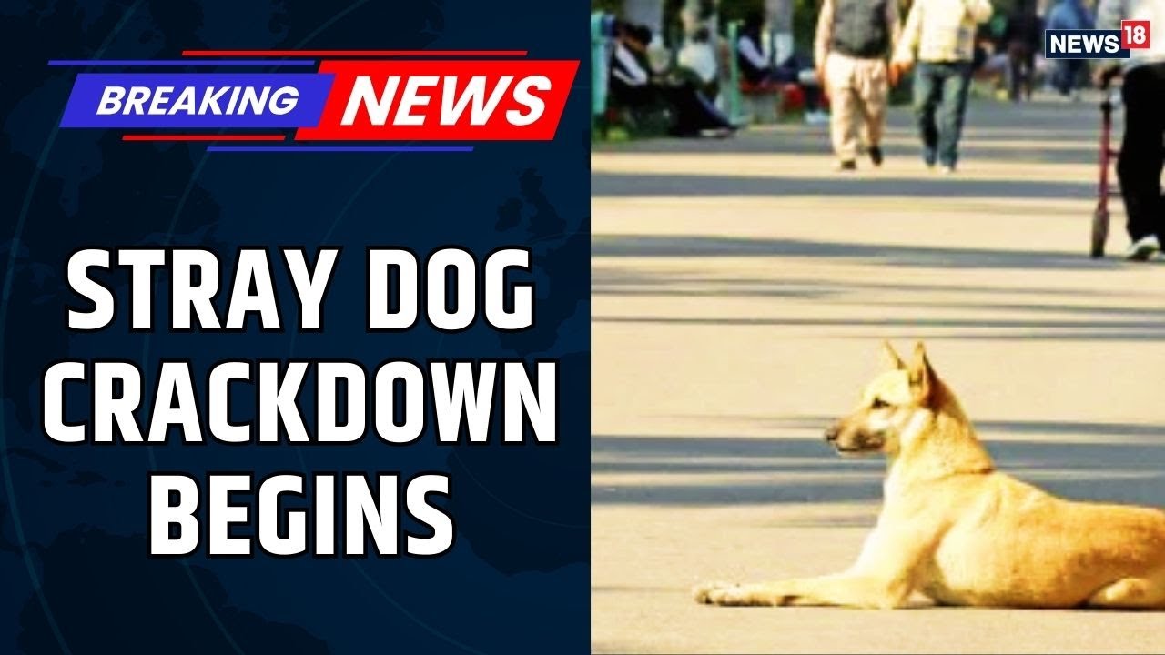 Rajasthan HC Joins Supreme Court in Ordering Stray Dog Removal | Big Blow to Animal Lovers?