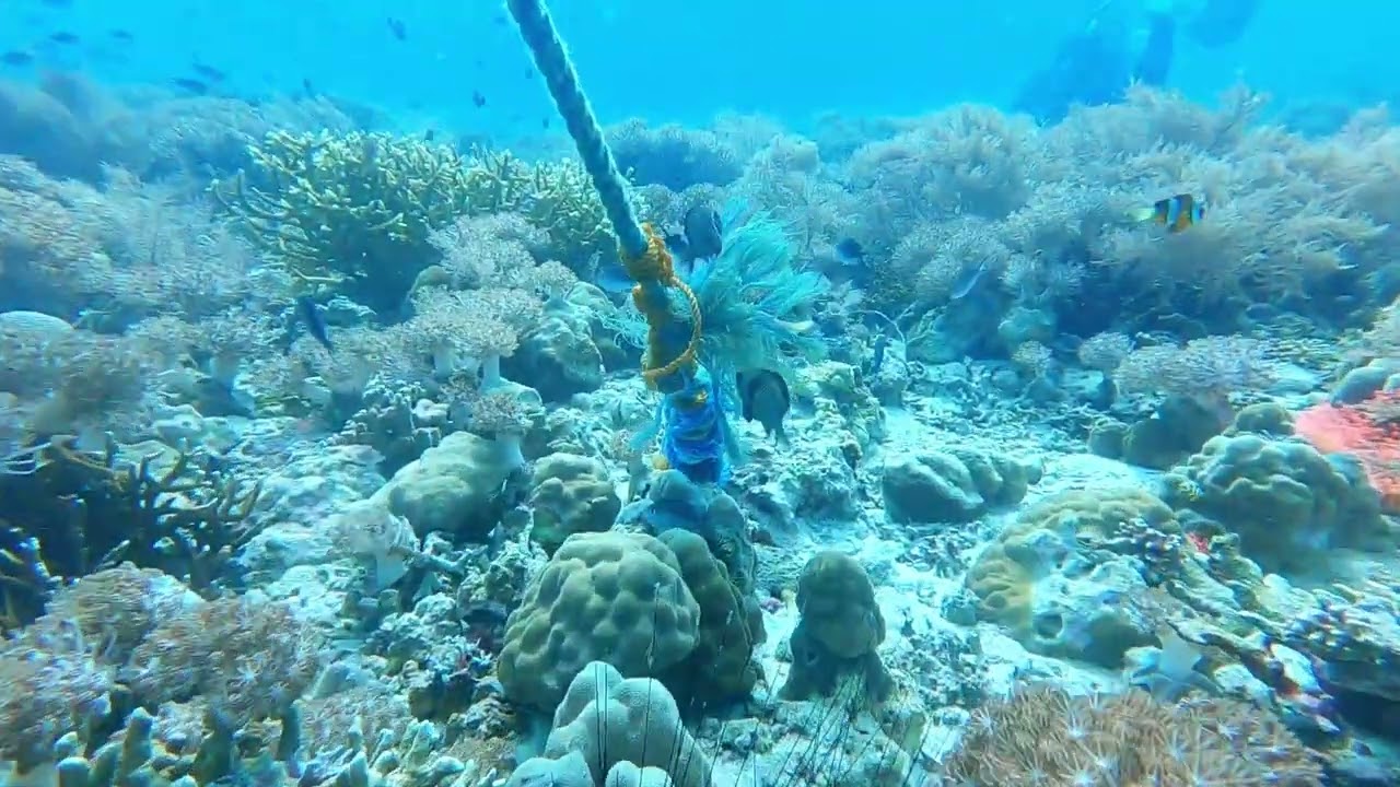 Malapascua Scuba DIving - Thresher Sharks 2025
