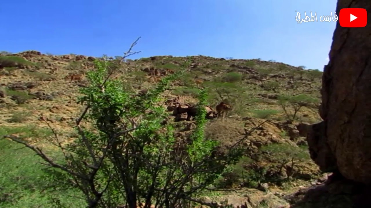 هوبال / عيا و أنا أنهاه سلطان أبن شويمي القحطاني
