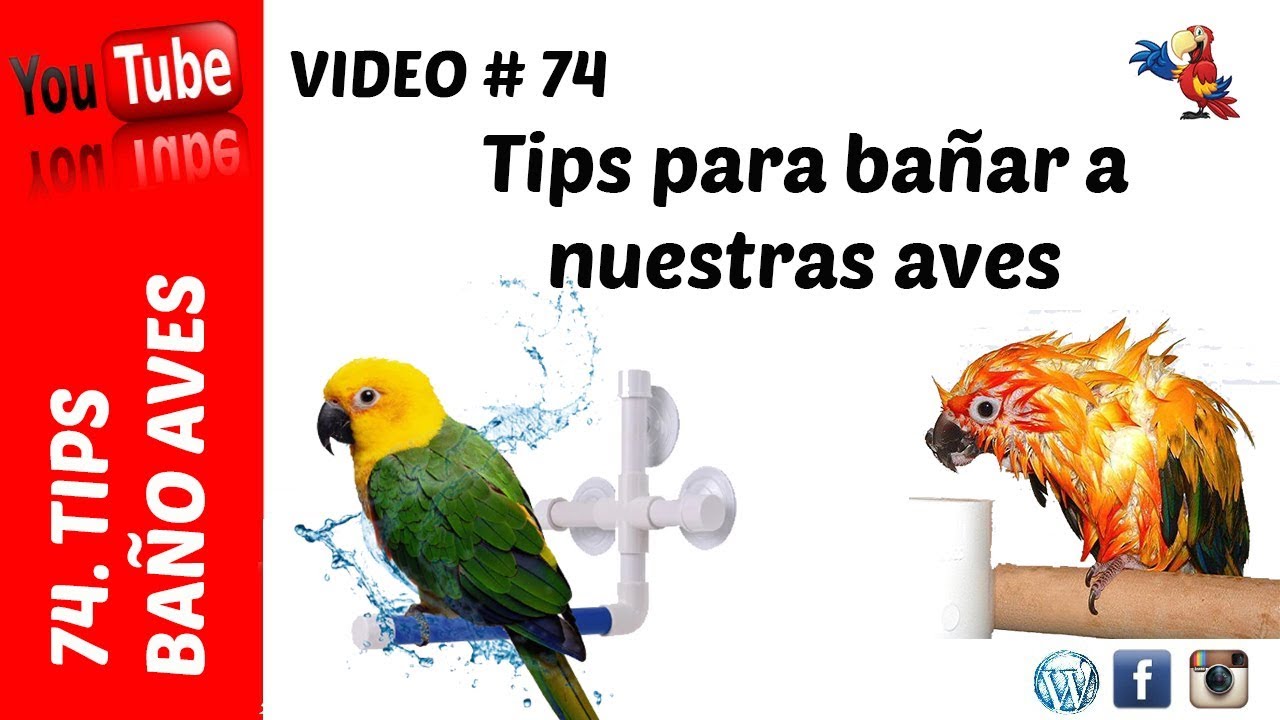 Tips baño aves - AD
