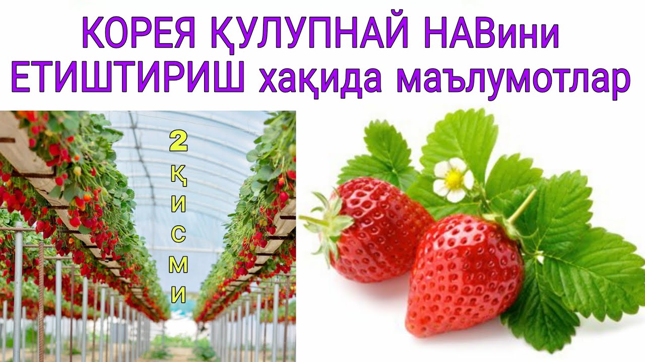 КОРЕЯ ҚУЛУПНАЙ НАВи етиштириш 2-қисм