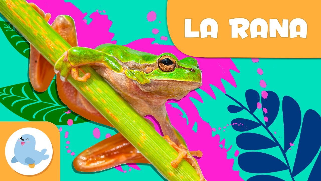 La rana 🐸 Animali per bambini 🏞️ Episodio 6