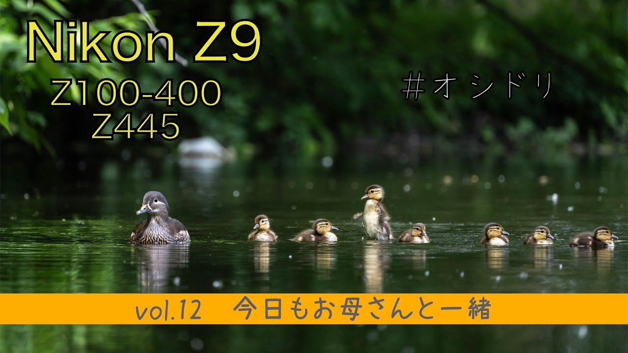 【NikonZ9　Z100-400 Z445】vol.12 今日も仲良くお母さんといっしょ　＃オシドリ＃鴛鴦　＃mandarinduck　＃野鳥