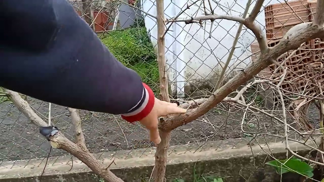 La taille du grenadier