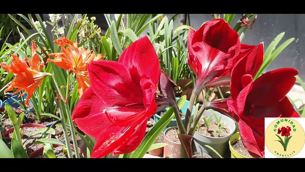 Amaryllis Grand Diva, Un hippeastrum muy elegante