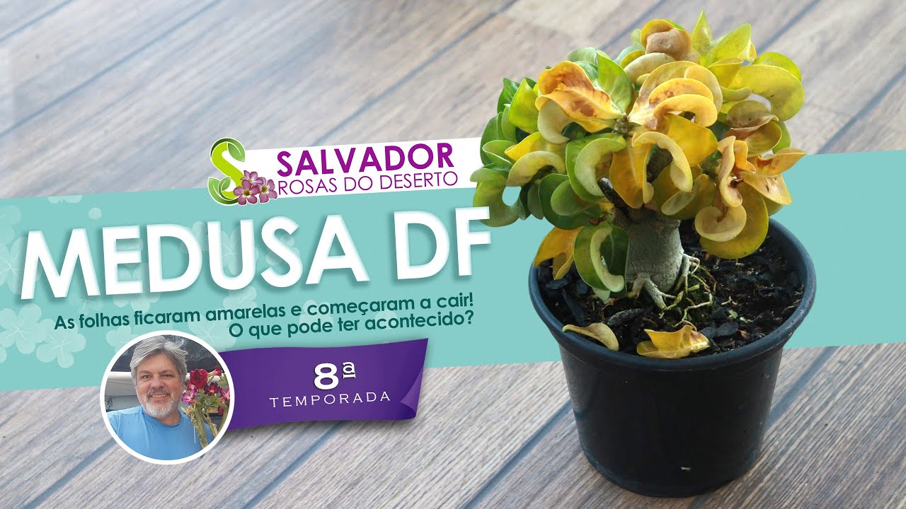 AS FOLHAS DA ROSA DO DESERTO MEDUSA ESTÃO AMARELADAS E COMEÇANDO A CAIR VEJA O QUE DEVE FAZER