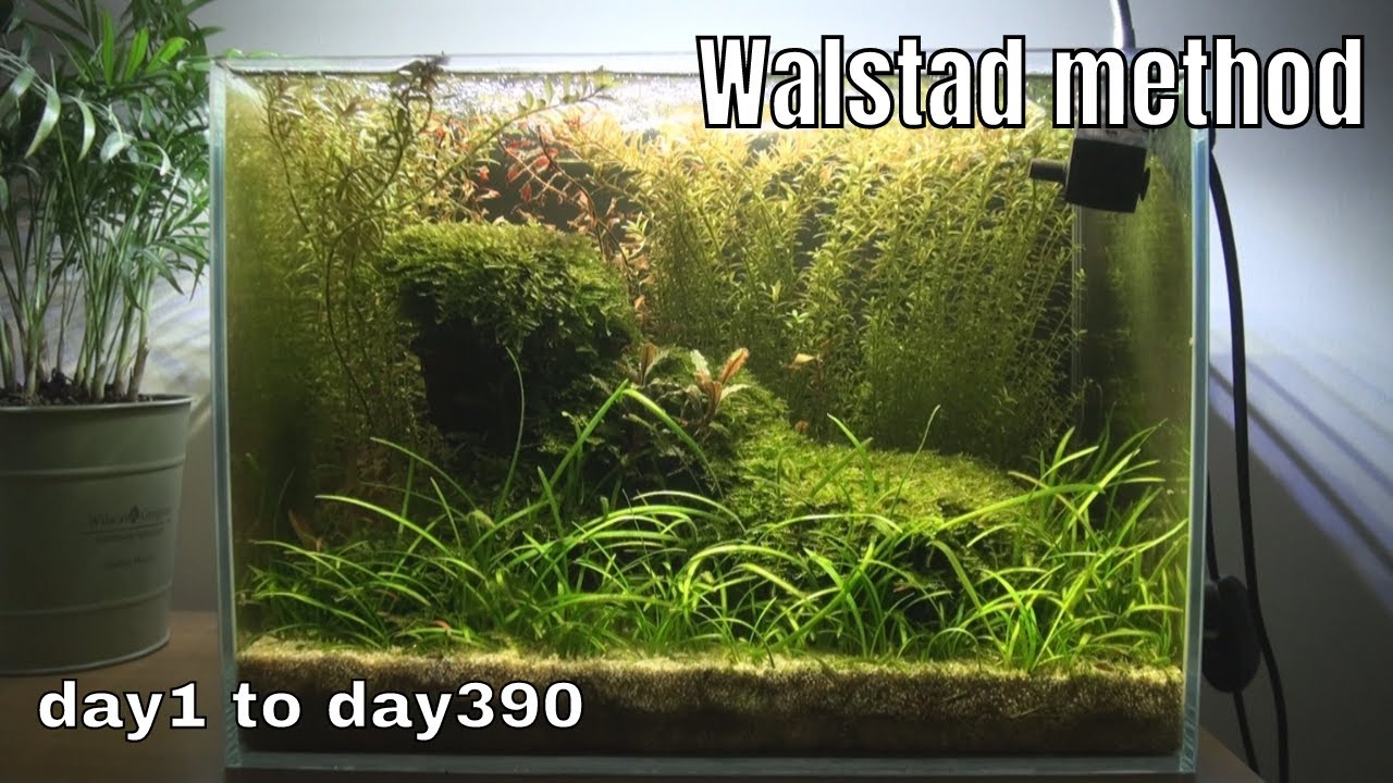 Betta Tank SETUP (1Year) - Low Tech Aquarium - No Filter, No Ferts, No CO2(Walstad Method) Ep.4
