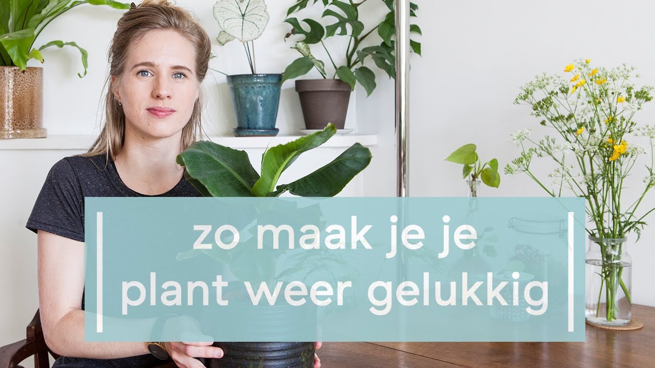 Zo maak je je plant weer gelukkig